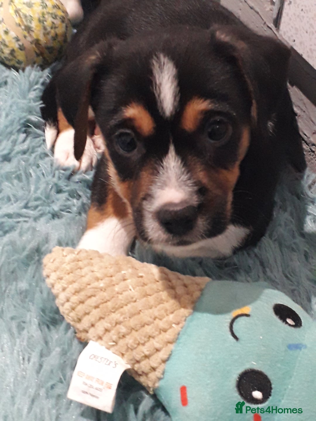 Jack Russell dogs for sale: Stunning jack Russell puppies  - Image 4