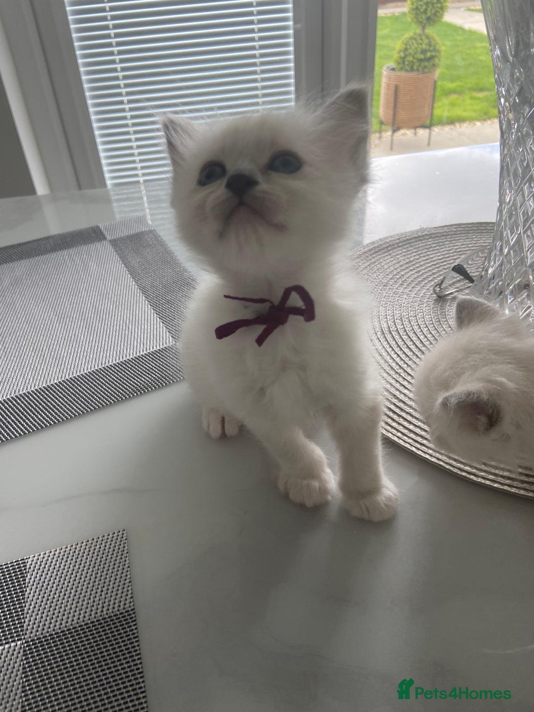 Birman cats for sale: BIRMAN KITTENS  - Image 2