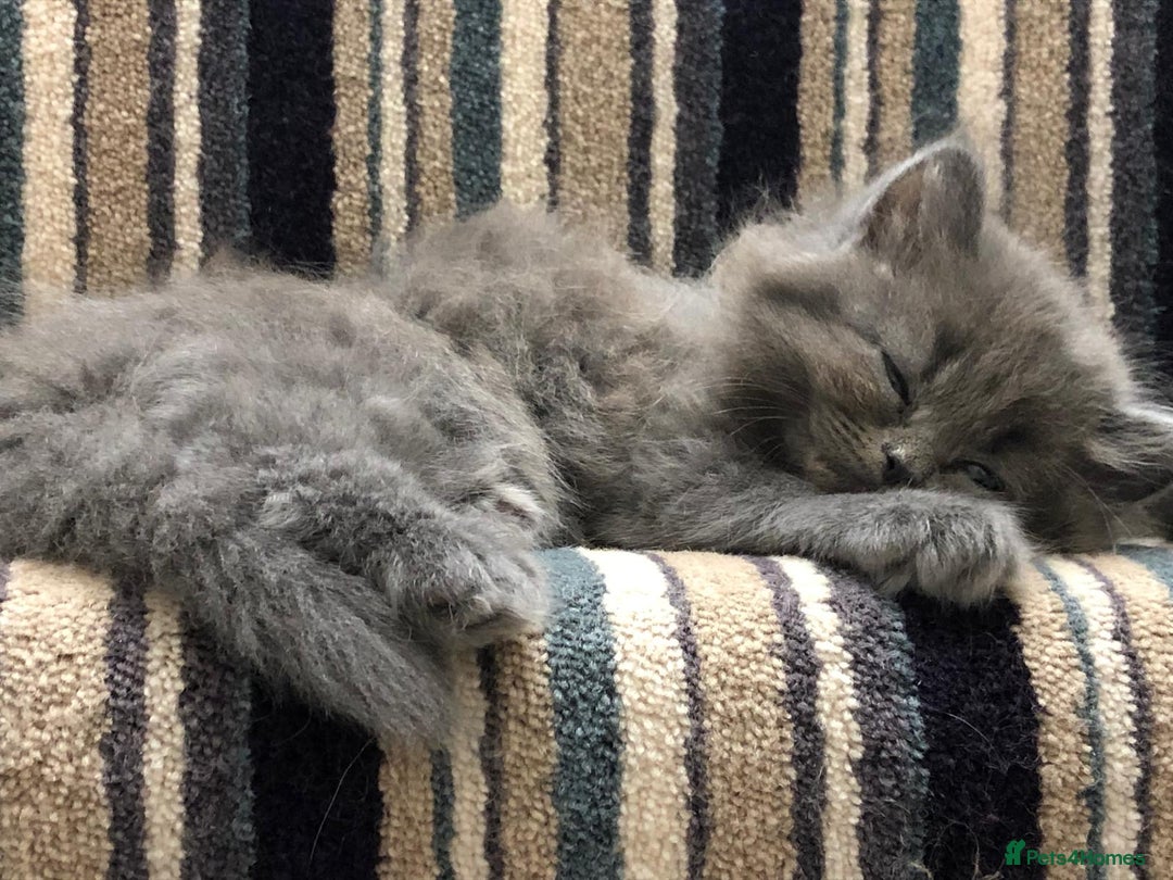 British Shorthair cats for sale: Beautiful British shorthair kittens - Image 6