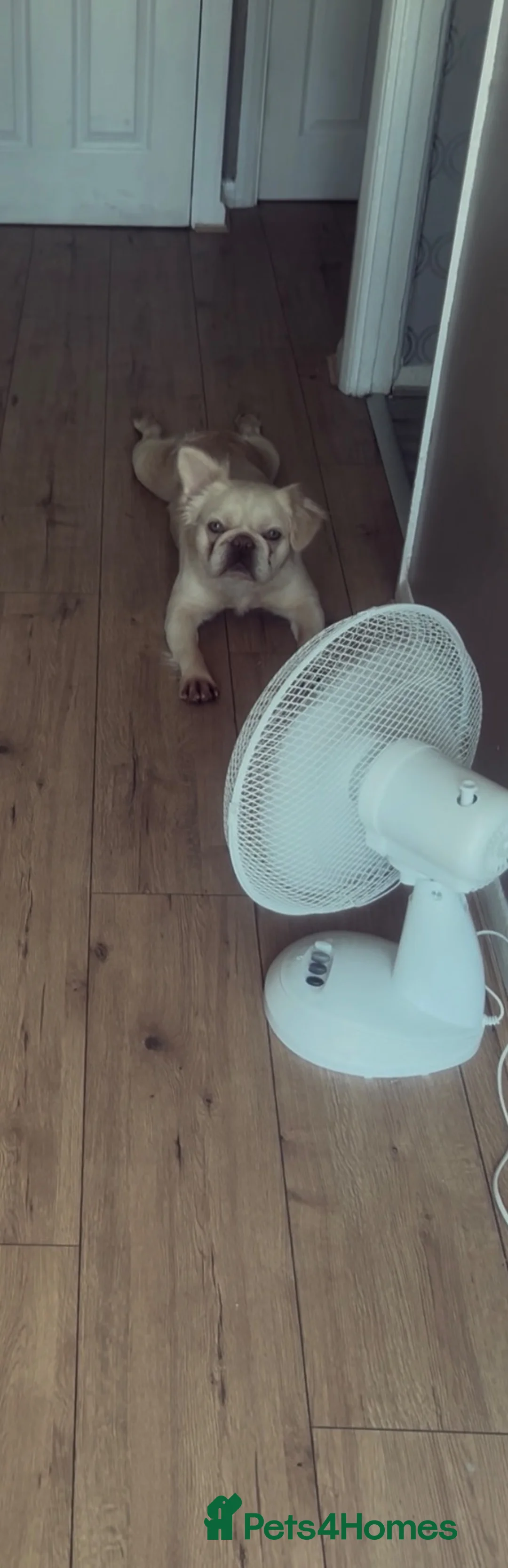 French Bulldog dogs for sale: 2 year old female fluffy frenchie  - Advert 2