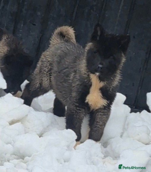 Akita dogs AMERICAN AKITA BLACK MASK BEARS - Advert 6