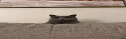 British Shorthair cats for sale: British blue shorthair sisters - Advert 13