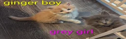Ragcoon cats for sale: Ragdoll X Maine coon (ragcoon) in Dundee - Advert 10