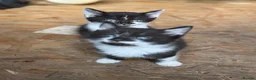Mixed Breed cats for sale: Little kittens ❤️ - Advert 15