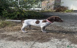 German Shorthaired Pointer dogs for sale: 3boys 3girls left ‼️Stunning Litter of GSP puppies - Image 4
