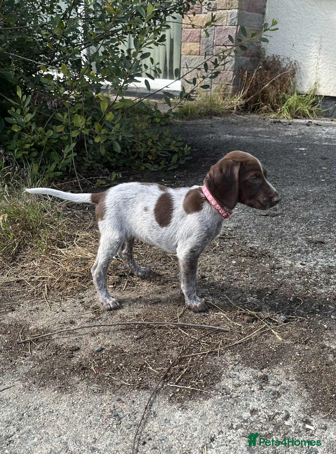 German Shorthaired Pointer dogs for sale: 3boys 3girls left ‼️Stunning Litter of GSP puppies - Image 4