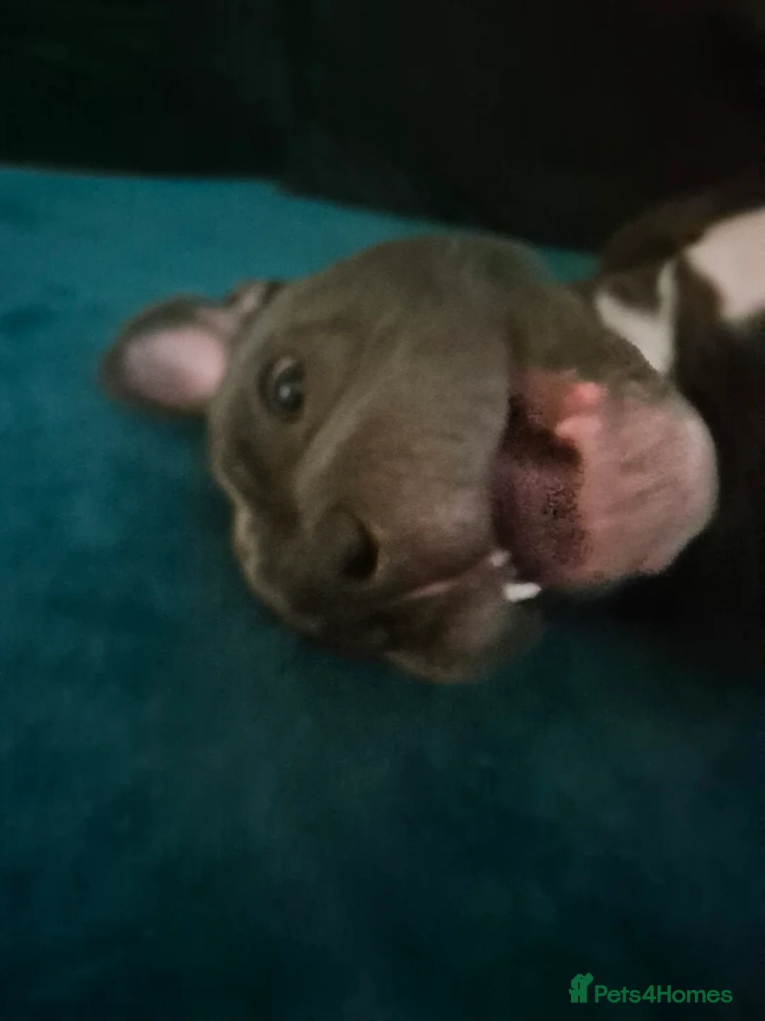 Staffordshire Bull Terrier dogs for stud: Breeding  in London - Advert 10