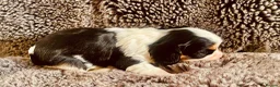 Cavalier King Charles Spaniel dogs for sale: KC Cavalier King Charles Puppies, All 4 Colours. - Advert 14