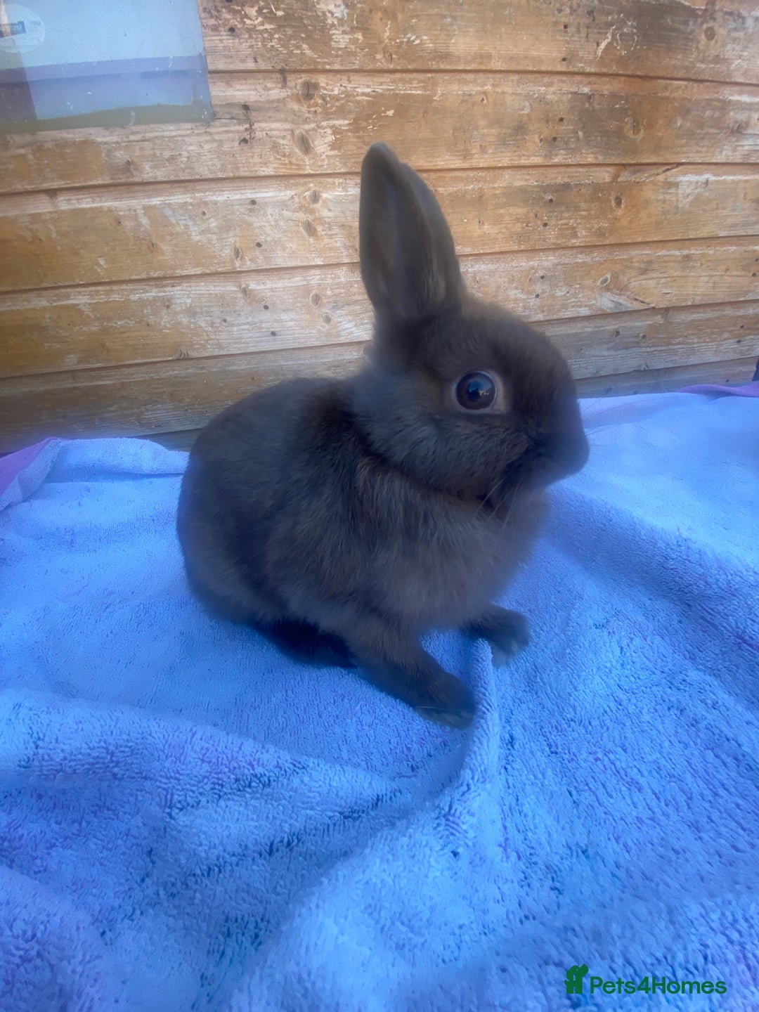 Netherland Dwarf rabbits for sale: Netherland dwarfs  - Image 4