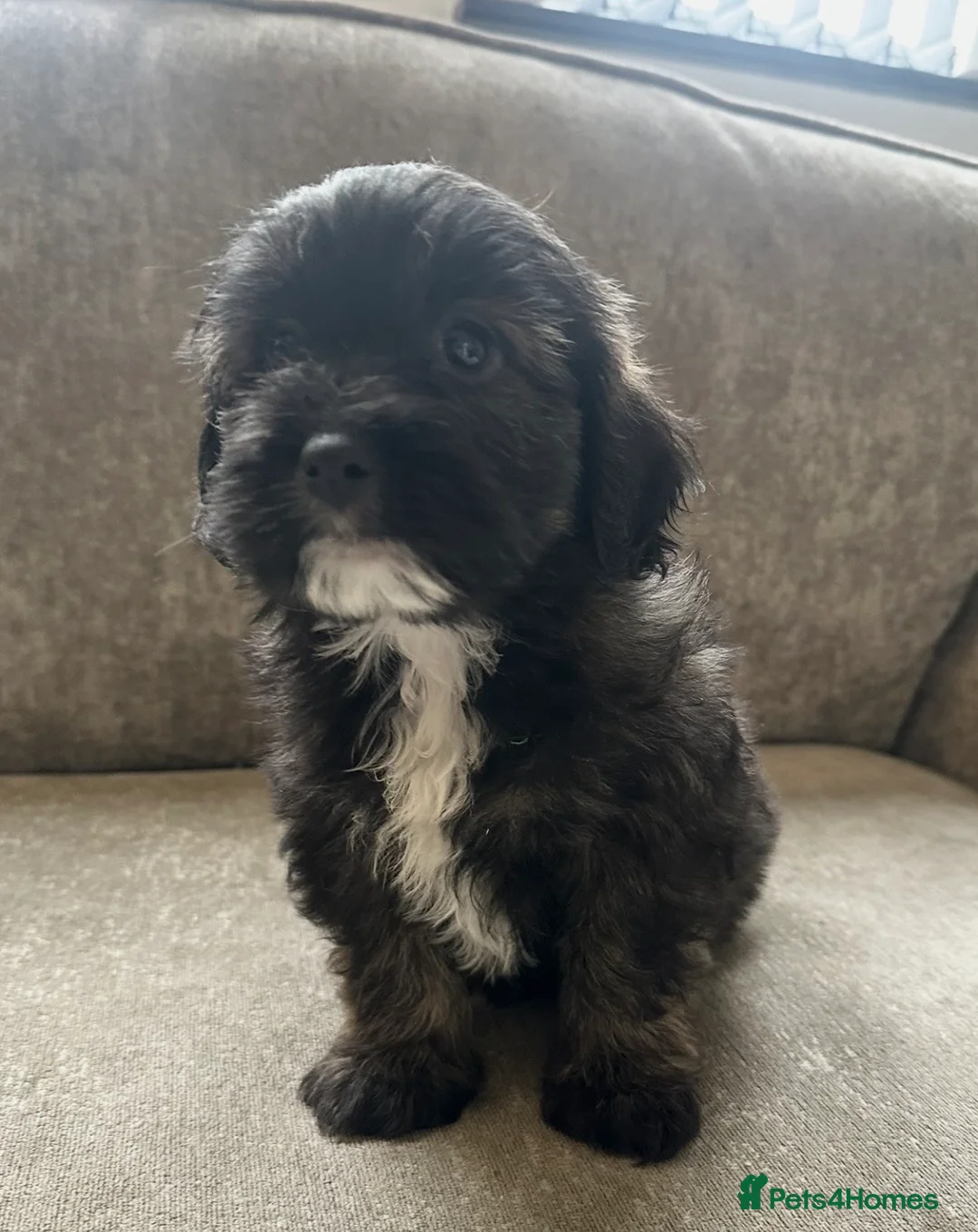 Cavapoo dogs for sale: Beautiful babies looking for forever homes - Advert 9