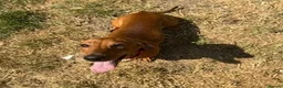 Miniature Dachshund dogs for sale: Miniature Smooth Red Dachshund Female - Advert 5
