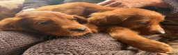 Irish Setter dogs for sale: TWO BOYS AVAILABLE READY TO LEAVE - Advert 10
