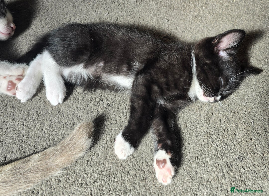 Mixed Breed cats for sale: 3 kittens looking for new families  - Image 6