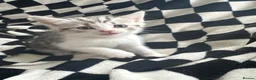 British Shorthair cats for sale: British shorthair x tabby - Advert 3