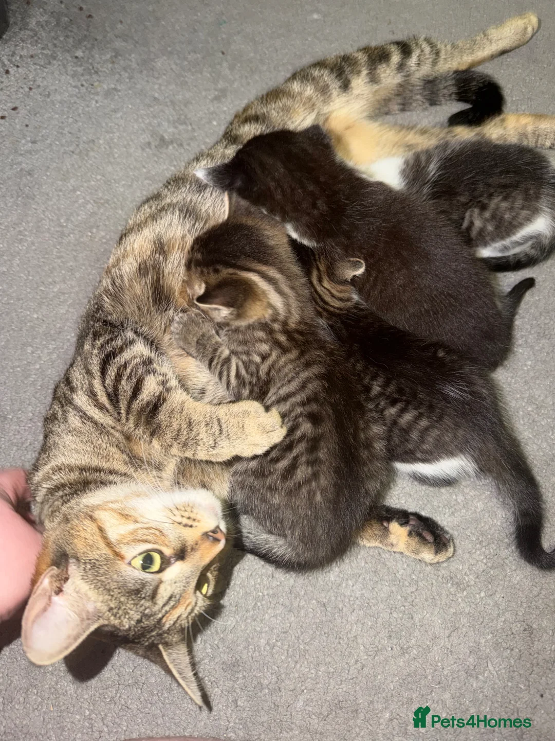 Mixed Breed cats for sale: 2 male kittens  in Stanley - Advert 8