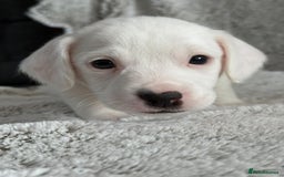 Mixed Breed dogs for sale: Jack Russel x Cockapoo Puppies - Image 15
