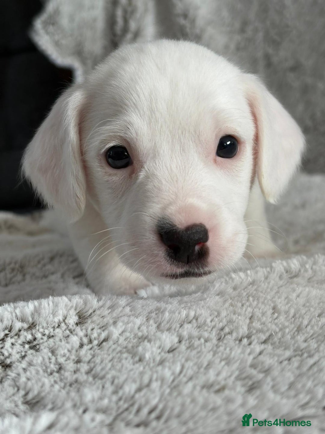 Mixed Breed dogs for sale: Jack Russel x Cockapoo Puppies - Image 15