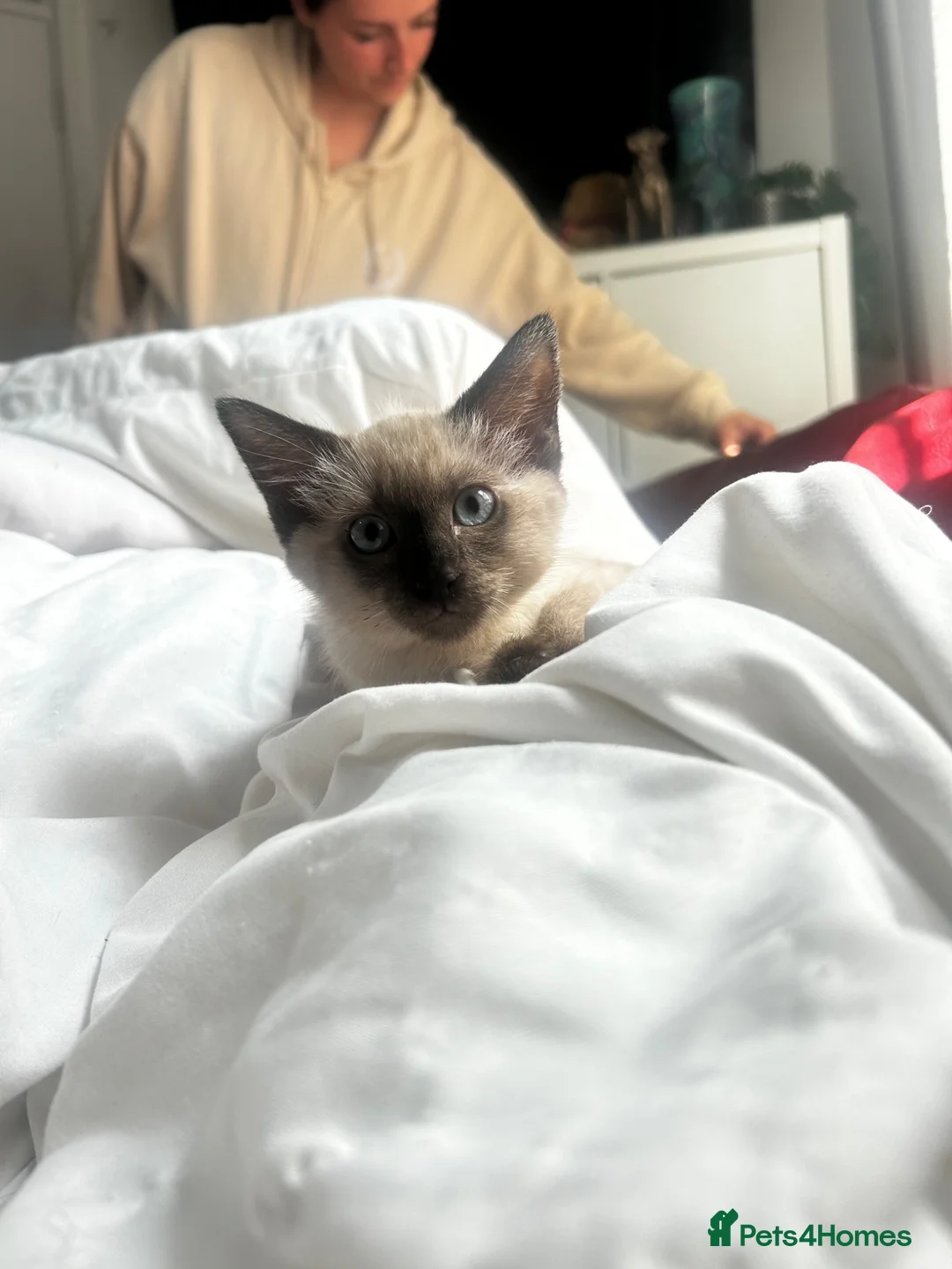 Siamese cats for sale: Stunning Siamese girl ready for new lap  - Advert 1