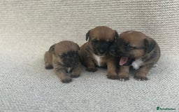 Jack Russell dogs for sale: Jack russel puppies  - Image 11