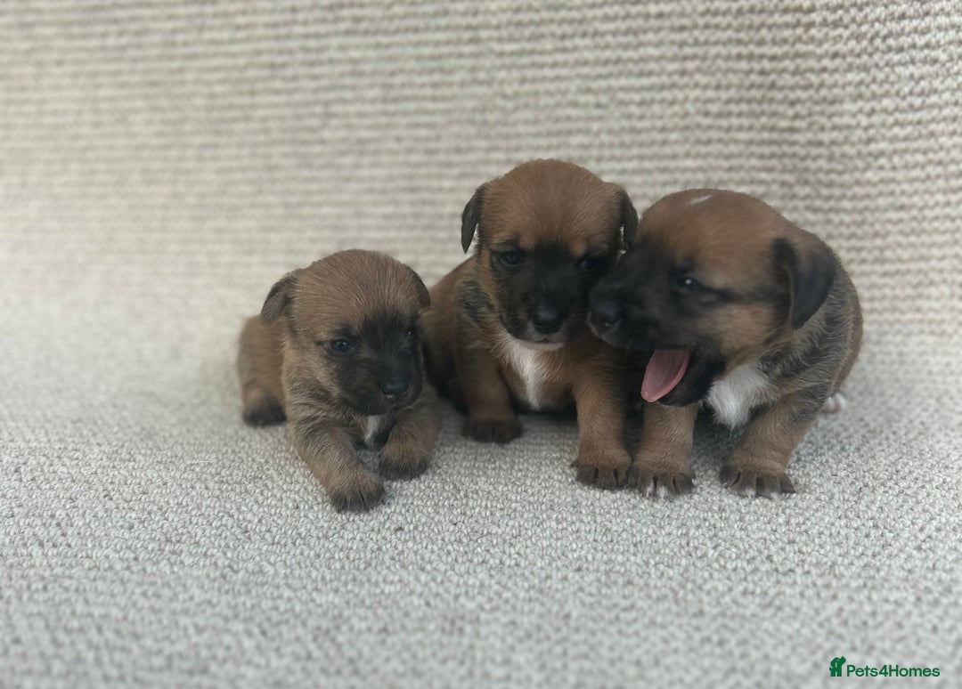 Jack Russell dogs for sale: Jack russel puppies  - Image 11