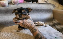 Yorkshire Terrier dogs for sale: Miniature Pedigree Yorkshire Terrier Puppies - Image 10