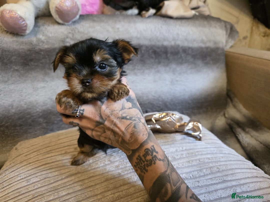 Yorkshire Terrier dogs for sale: Miniature Pedigree Yorkshire Terrier Puppies - Image 10