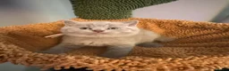 British Shorthair cats for sale: Beautiful British shorthair kittens - Advert 6
