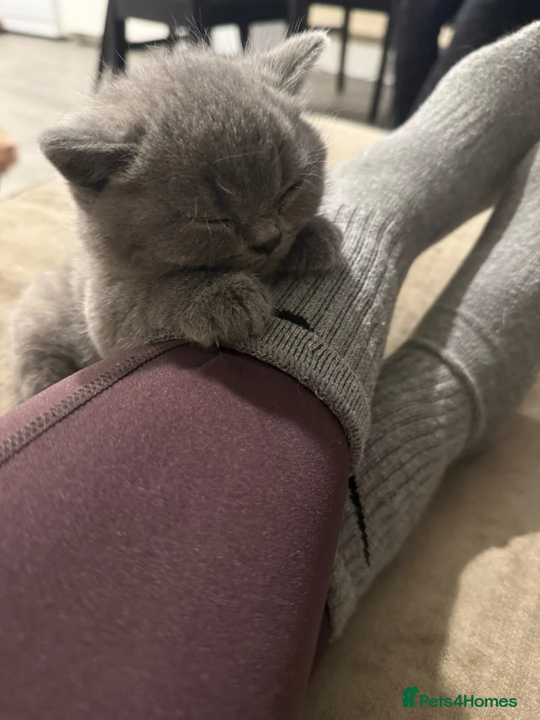 British Shorthair cats for sale: British shorthair  - Advert 2