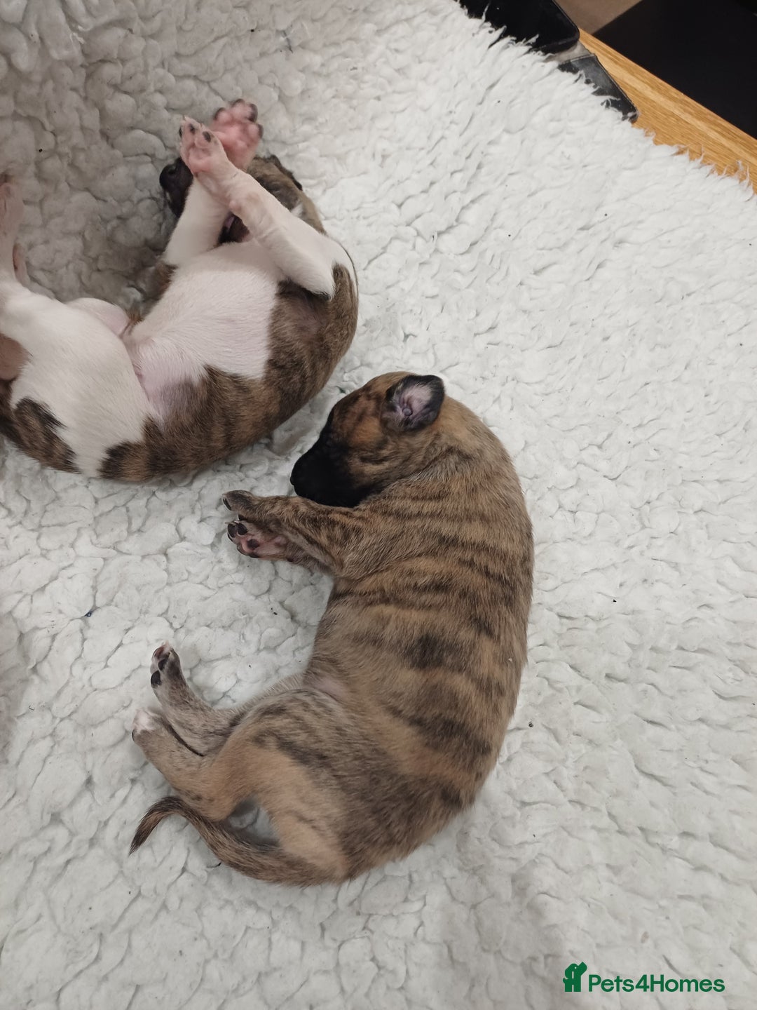 Whippet dogs for sale: KC  REG WHIPPET PUPS - Advert 29