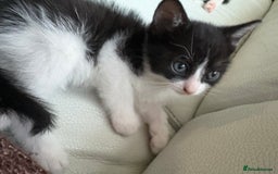 Mixed Breed cats for sale: Kittens for sale - Image 29