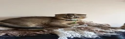 British Shorthair cats for sale: Gorgeous kittens  - Advert 5