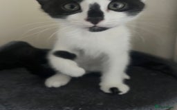 Bengal cats for sale: Bengal x british longhair mix kittens  - Image 3
