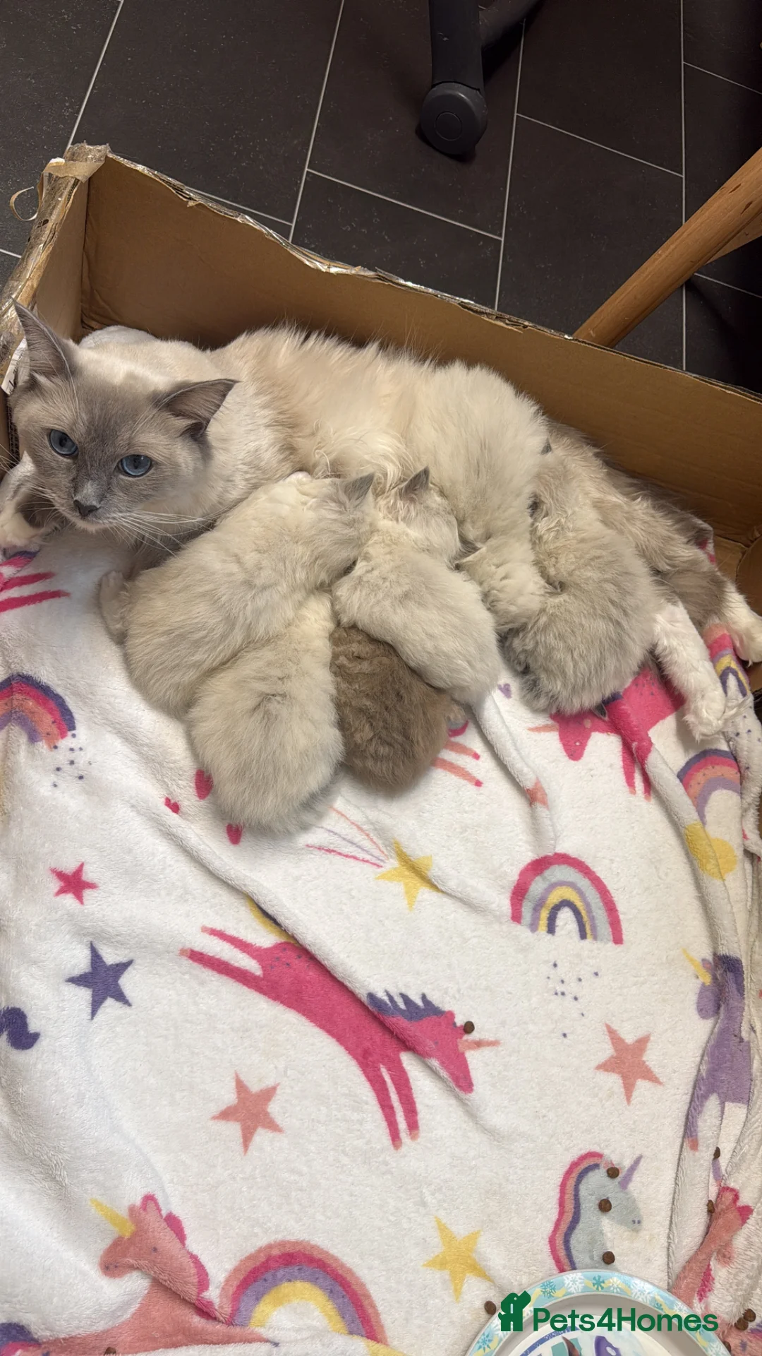 Ragdoll cats for sale:     Stunning Ragdoll Kittens - Advert 1