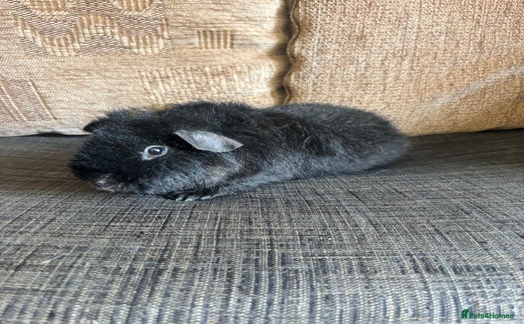 Guinea Pig rodents - Advert 7
