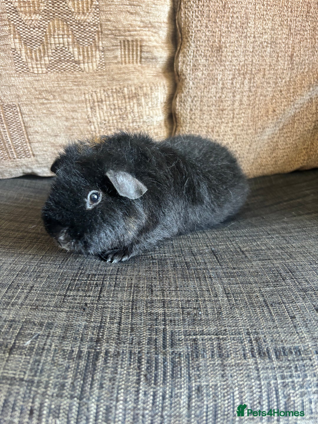 Guinea Pig rodents for sale: 1 male teddy boar available  - Image 1