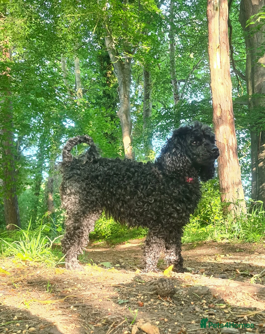 Toy Poodle dogs for sale: Toy poodle in Houghton le Spring - Advert 2