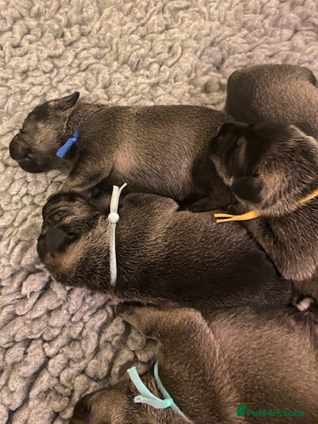 Schnauzer dogs for sale: Kennel Club registered puppies  - Advert 14