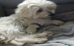 Maltese dogs for sale: Maltese puppies - Image 3