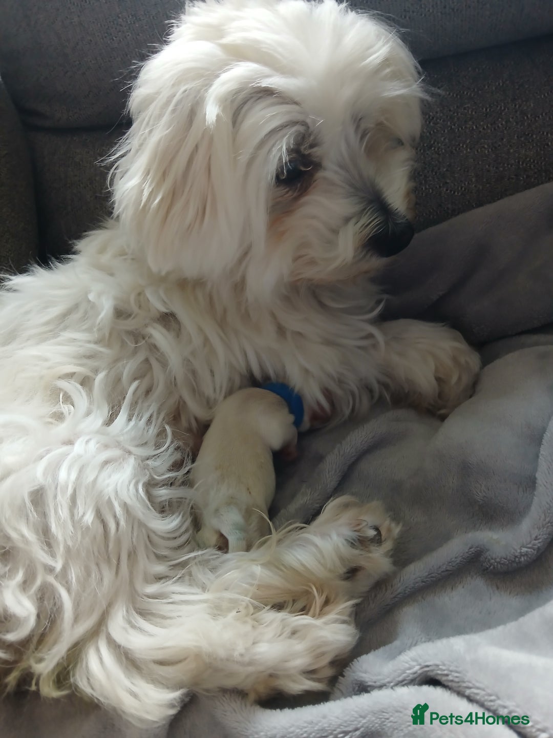 Maltese dogs for sale: Maltese puppies - Image 3