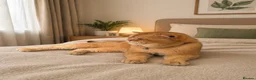 British Shorthair cats for stud: British Shorthaired Golden Cats - Advert 1