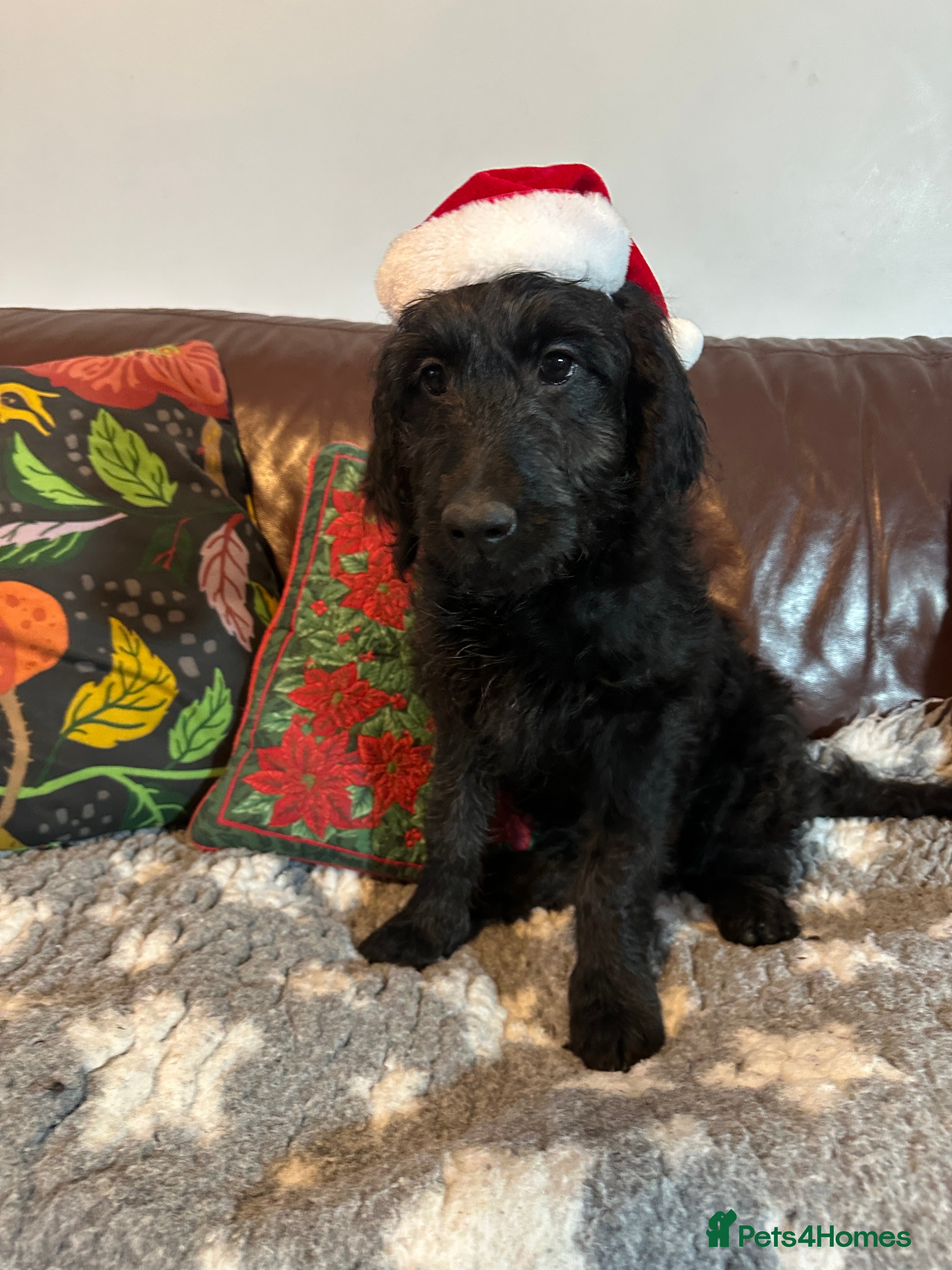 Goldendoodle dogs Black Phantom Goldendoodle Ready For A New Home! - Advert 1