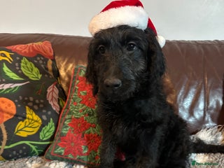 Goldendoodle dogs Black Phantom Goldendoodle Ready For A New Home! - Advert 4