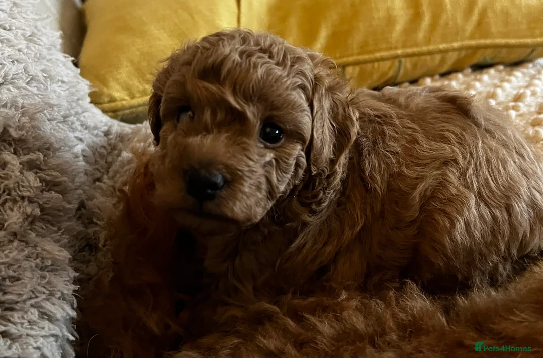 Mini Goldendoodle dogs for sale: Miniature Goldendoodles - Advert 7