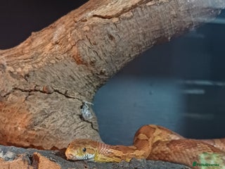 Corn Snake reptiles Beautiful male cornsnake - Advert 1