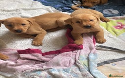 Labrador Retriever dogs for sale: KC registered Fox Red Labrador pup (last girl)🐾 in Saltcoats - Image 12