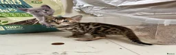 Bengal cats for sale: Brown Bengal Boy (last one) - Advert 1