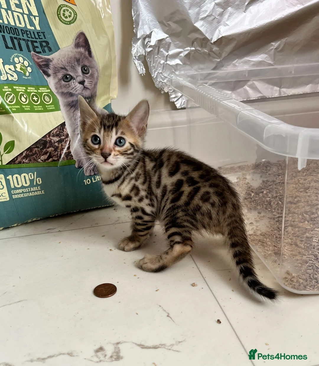 Bengal cats for sale: Brown Bengal Boy (last one) - Advert 1
