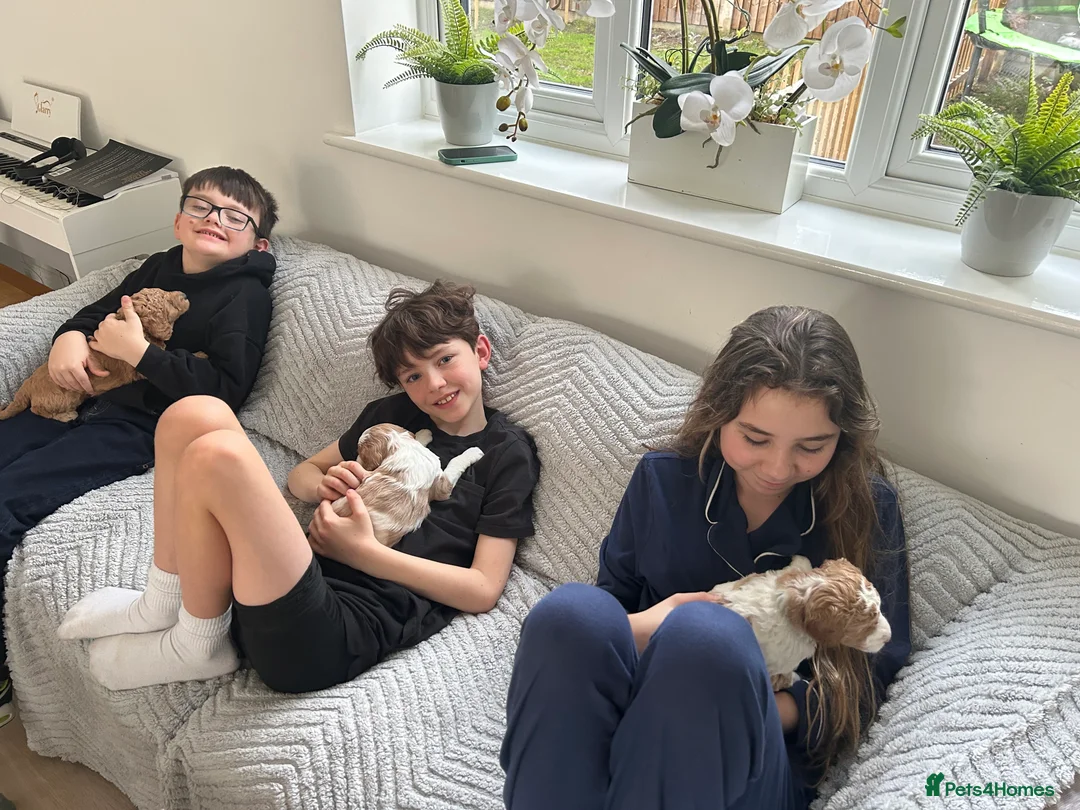 Australian Labradoodle dogs for sale: Beautiful, spoilt Austrian labradoodle puppies  - Advert 9