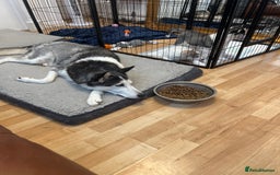 Siberian Husky dogs for sale: Husky Puppies  - Image 1