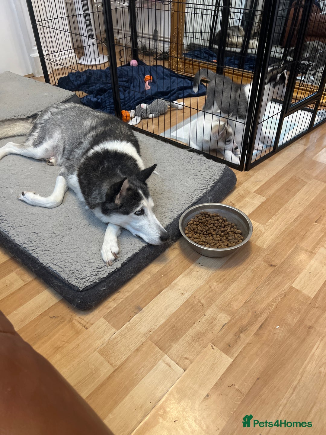 Siberian Husky dogs for sale: Husky Puppies  - Image 1